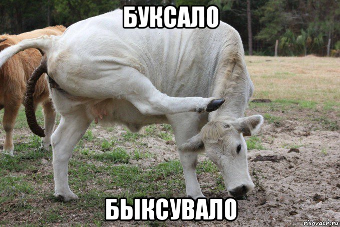 буксало быксувало