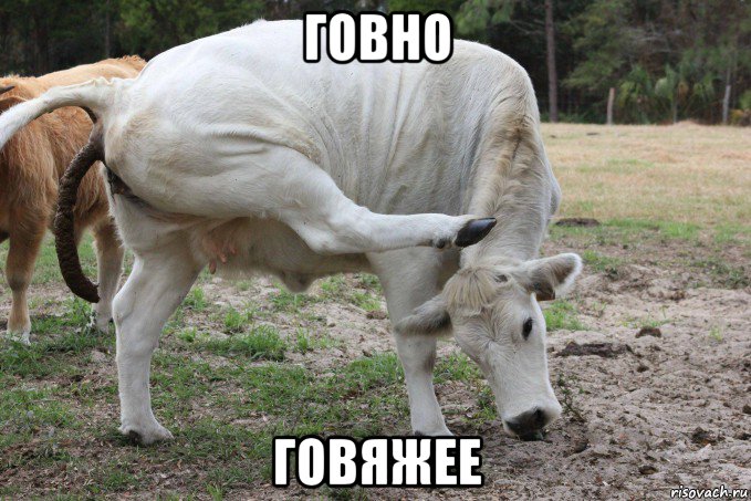 говно говяжее