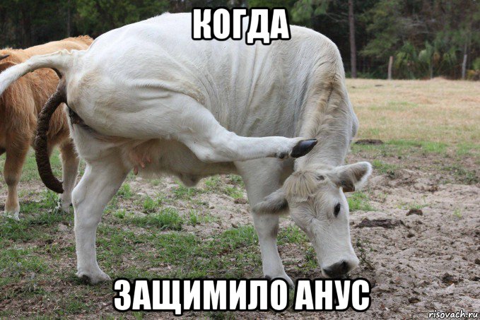 когда защимило анус