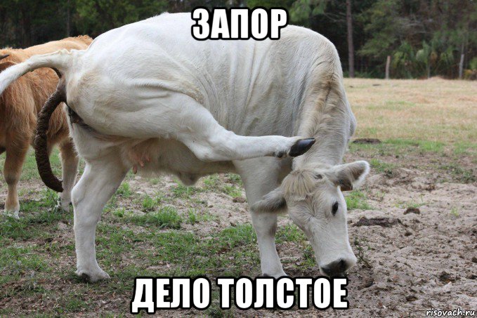 запор дело толстое