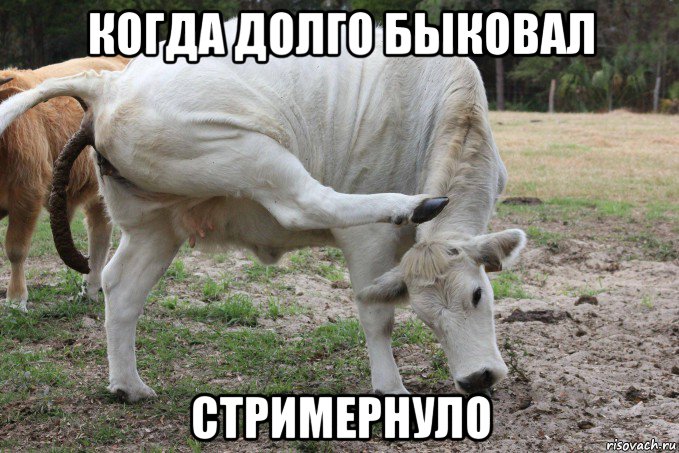 когда долго быковал стримернуло