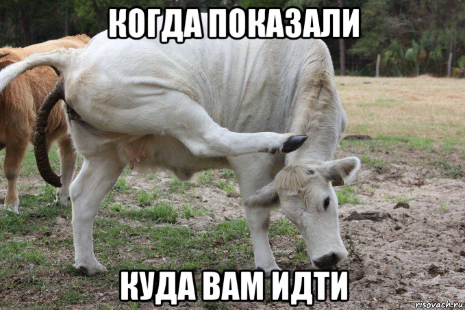 когда показали куда вам идти