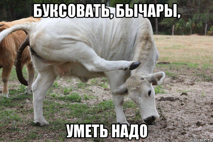 буксовать, бычары, уметь надо