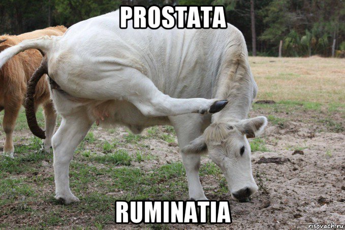 prostata ruminatia