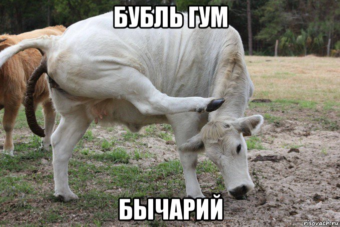 бубль гум бычарий