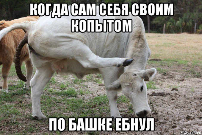когда сам себя своим копытом по башке ебнул