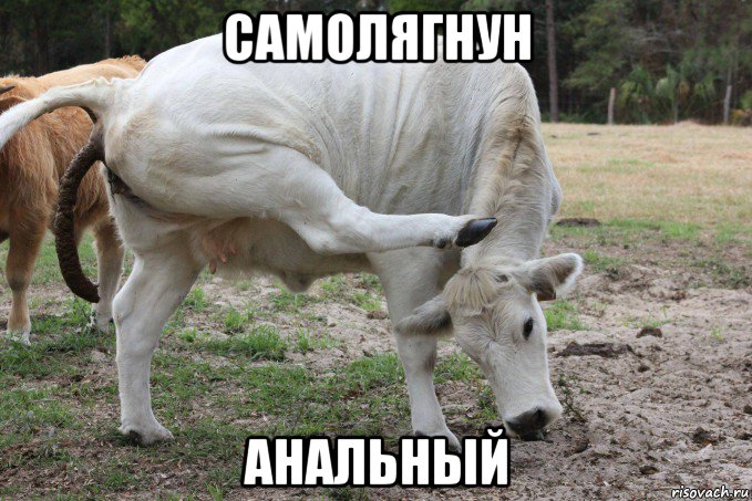 самолягнун анальный