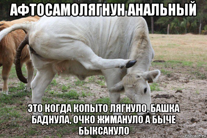 афтосамолягнун анальный это когда копыто лягнуло, башка баднула, очко жимануло а быче быксануло