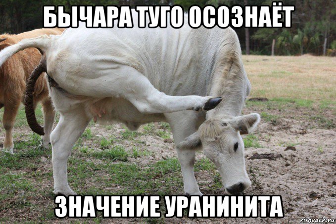 бычара туго осознаёт значение уранинита