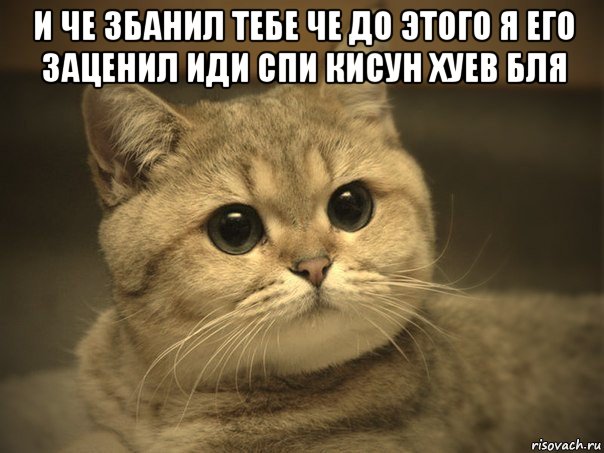 и че збанил тебе че до этого я его заценил иди спи кисун хуев бля , Мем Пидрила ебаная котик