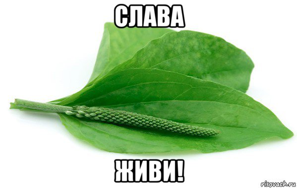 слава живи!