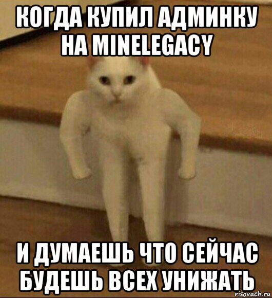 когда купил админку на minelegacy и думаешь что сейчас будешь всех унижать, Мем  Полукот