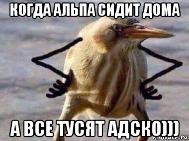 когда альпа сидит дома а все тусят адско)))