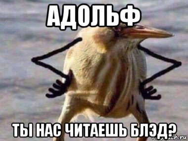 адольф ты нас читаешь блэд?
