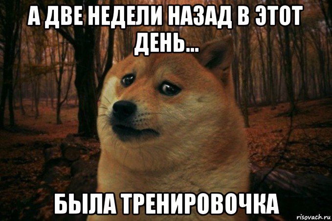 а две недели назад в этот день... была тренировочка, Мем SAD DOGE