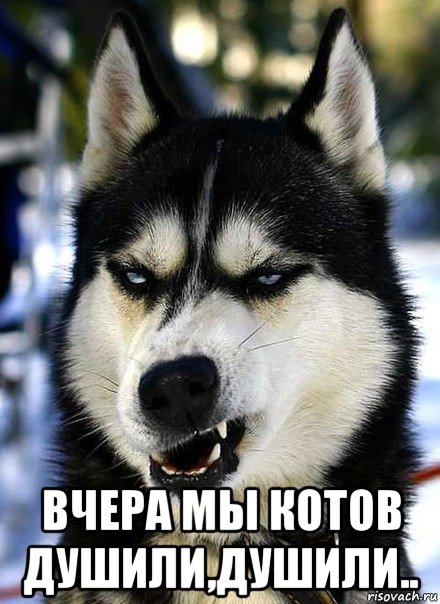  вчера мы котов душили,душили..