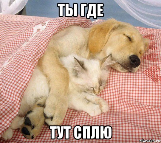 ты где тут сплю, Мем Соскучилась