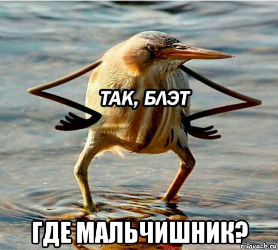  где мальчишник?