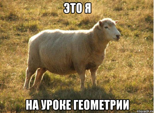 это я на уроке геометрии, Мем Типичная овца