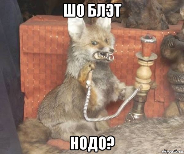 шо блэт нодо?