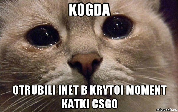 kogda otrubili inet b krytoi moment katki csgo, Мем   В мире грустит один котик