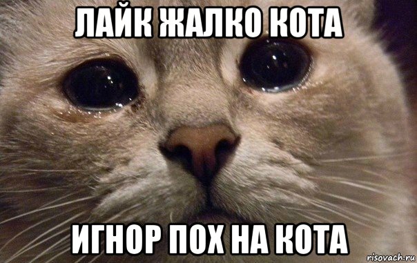 лайк жалко кота игнор пох на кота