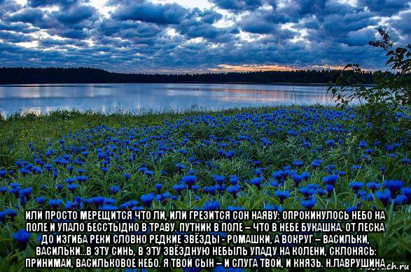  или просто мерещится что ли, или грезится сон наяву: опрокинулось небо на поле и упало бесстыдно в траву. путник в поле – что в небе букашка. от леска до изгиба реки словно редкие звёзды - ромашки, а вокруг – васильки, васильки…в эту синь, в эту звёздную небыль упаду на колени, склонясь: принимай, васильковое небо. я твой сын – и слуга твой, и князь. н.лаврушина, Мем Васильки
