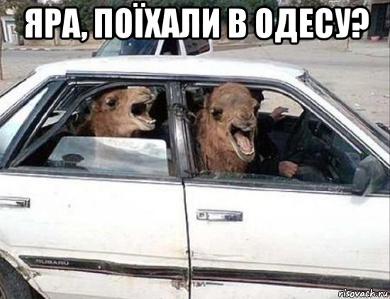 яра, поїхали в одесу? , Мем Верблюд в машине