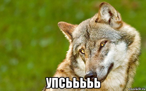  упсььььь, Мем   Volf