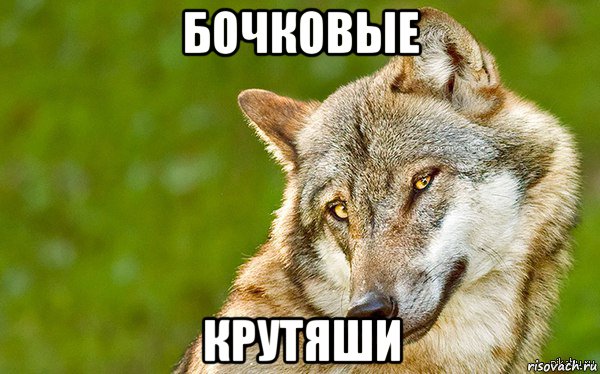 бочковые крутяши, Мем   Volf