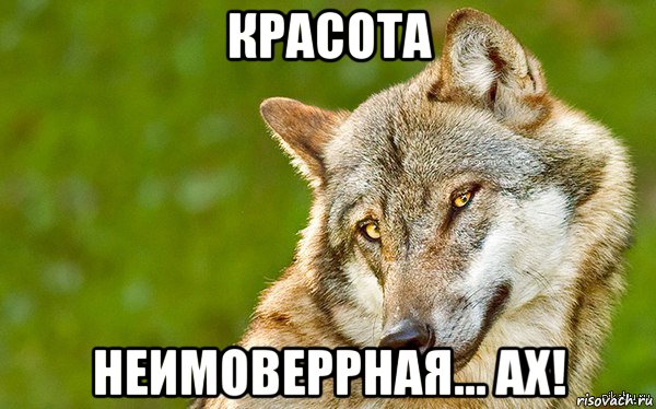 красота неимоверрная... ах!, Мем   Volf