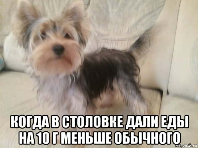  когда в столовке дали еды на 10 г меньше обычного, Мем Я не понял