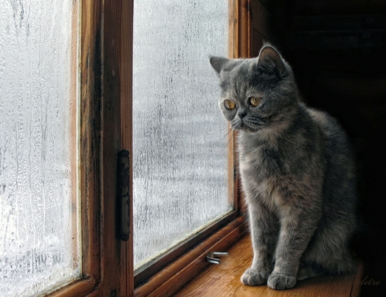 Коты на окне