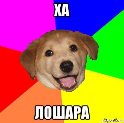 ха лошара, Мем Advice Dog