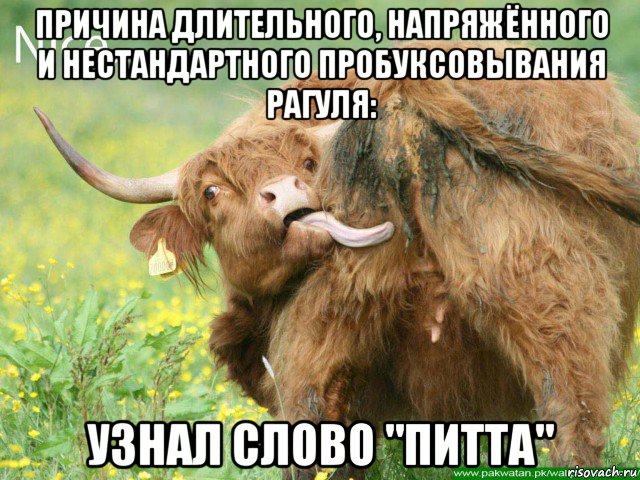 причина длительного, напряжённого и нестандартного пробуксовывания рагуля: узнал слово "питта"