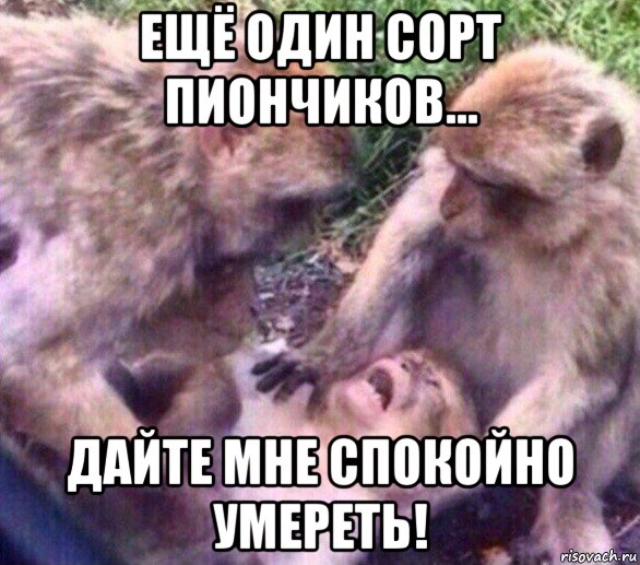 ещё один сорт пиончиков... дайте мне спокойно умереть!, Мем Дайте мне спокойно умереть