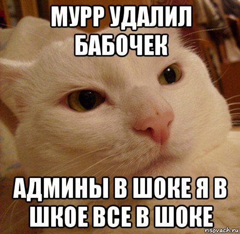 мурр удалил бабочек админы в шоке я в шкое все в шоке, Мем Дерзкий котэ