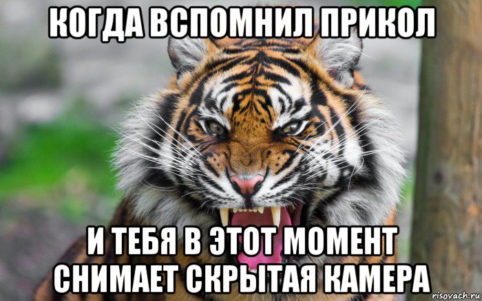 когда вспомнил прикол и тебя в этот момент снимает скрытая камера, Мем ДЕРЗКИЙ ТИГР