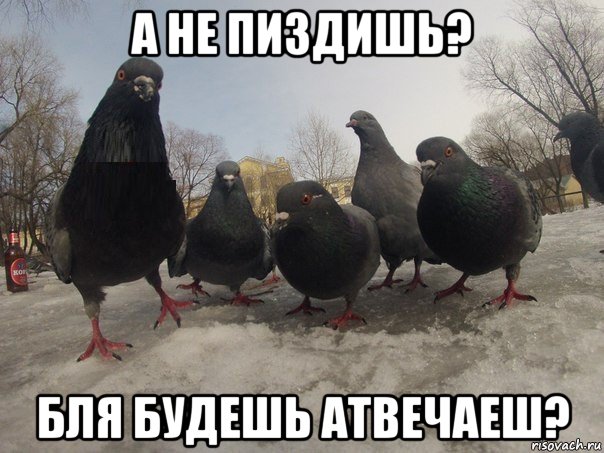 а не пиздишь? бля будешь атвечаеш?, Мем голубь