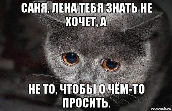 саня, лена тебя знать не хочет, а не то, чтобы о чём-то просить., Мем  Грустный кот