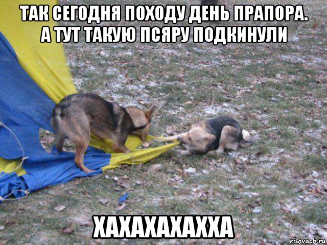 так сегодня походу день прапора. а тут такую псяру подкинули хахахахахха