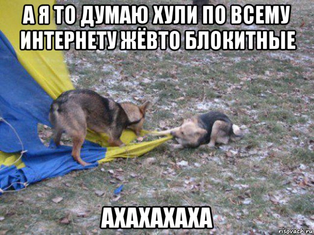 а я то думаю хули по всему интернету жёвто блокитные axaxaxaxa