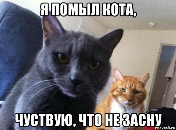 я помыл кота, чуствую, что не засну