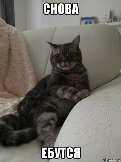 снова ебутся, Мем Недовольный кот