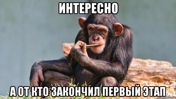 интересно а от кто закончил первый этап, Мем Обезьяна задумалась