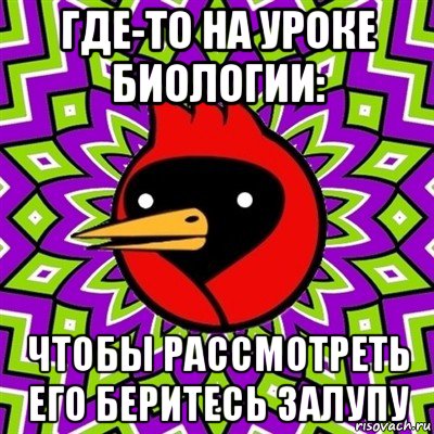 где-то на уроке биологии: чтобы рассмотреть его беритесь залупу, Мем Омская птица