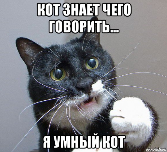 кот знает чего говорить... я умный кот
