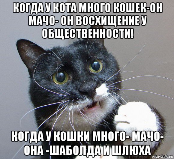 когда у кота много кошек-он мачо- он восхищение у общественности! когда у кошки много- мачо- она -шаболда и шлюха