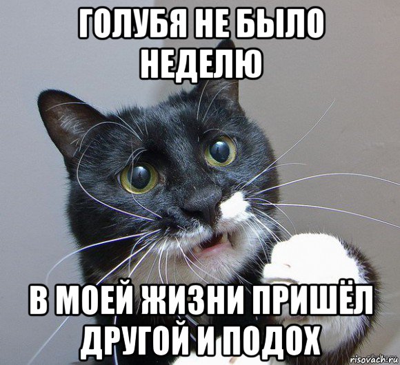 голубя не было неделю в моей жизни пришёл другой и подох