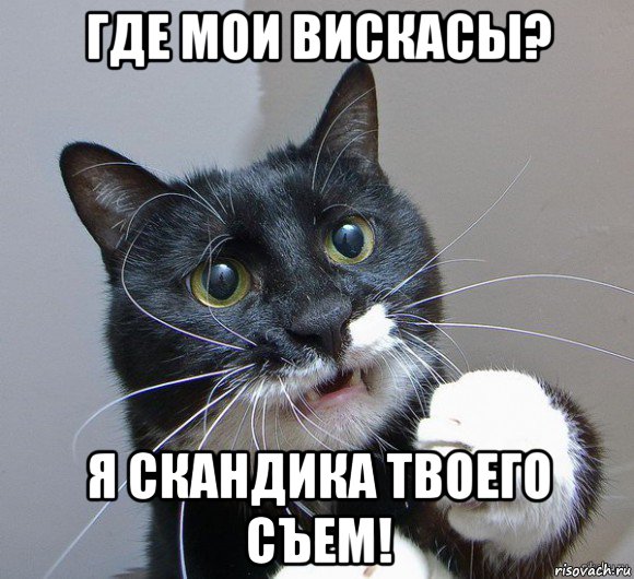 где мои вискасы? я скандика твоего съем!